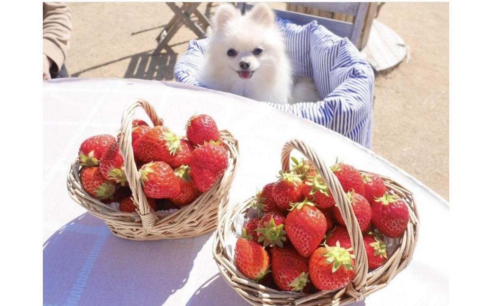 すまいるベリーズ長久手　利用券30,000円分