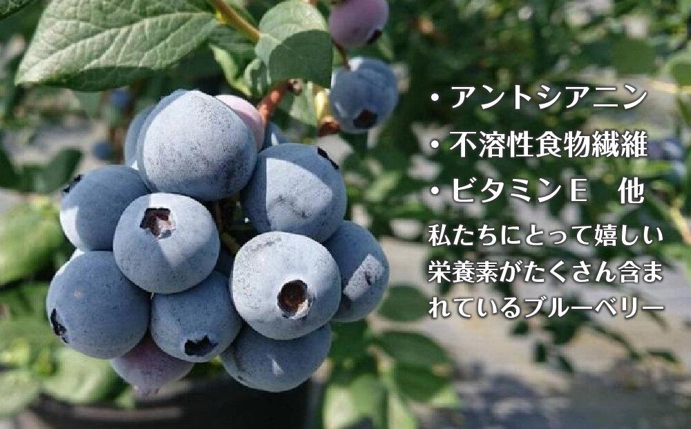【摘みたてフレッシュ】一粒一粒ていねいに摘み取ったブルーベリーを生のままお届け　900g(150g×6パック）