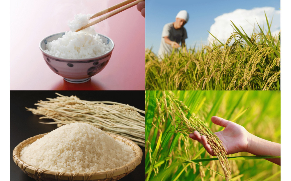 令和7年度産　愛知県長久手市産新米「あいちのかおり」精米5kg