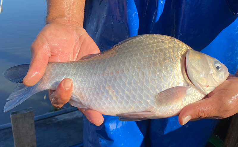 佐屋川　へらぶな釣り感謝券1500円