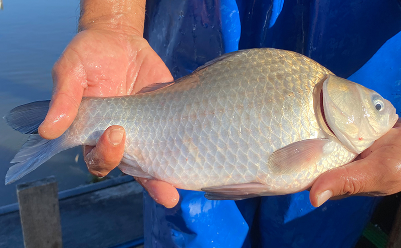 佐屋川　へらぶな釣り感謝券10000円