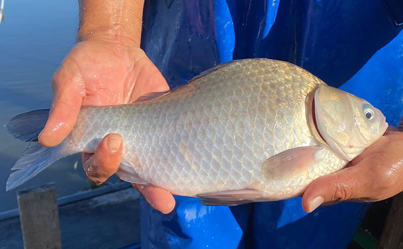 佐屋川　へらぶな釣り半年間釣券