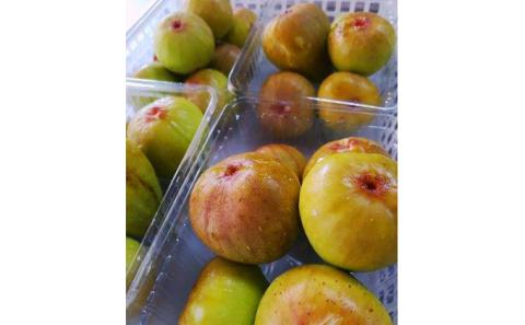 蟹江町特産白いちじく大福 和菓子 朝採り 自家製 白のこしあん 柔らかい 餅生地 急速冷凍