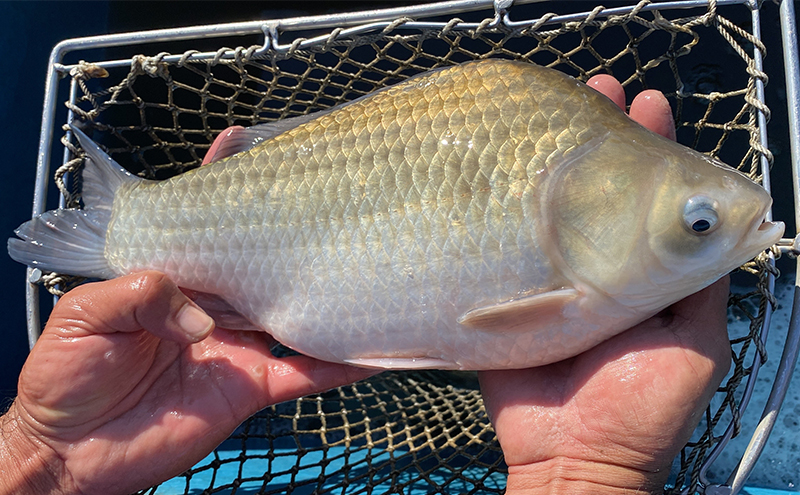 佐屋川　へらぶな釣り　1年間釣券