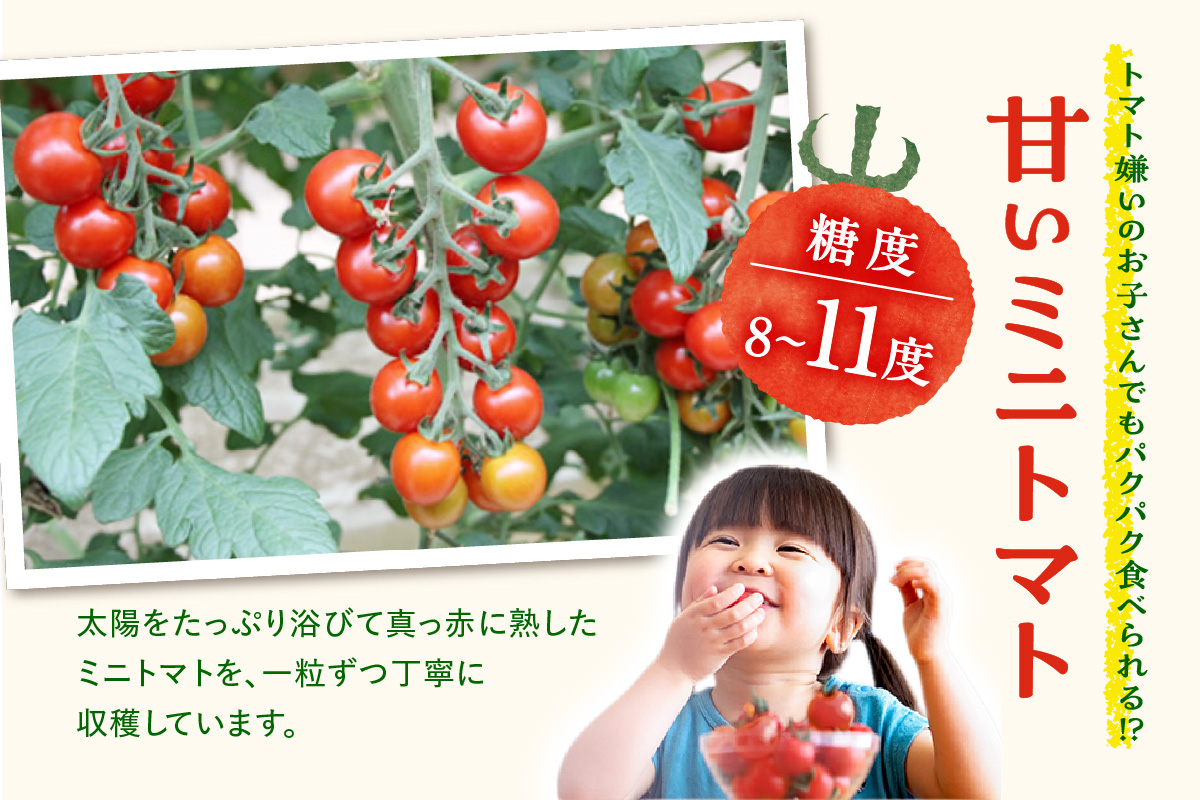 【先行予約】農園直送 つぶより ミニトマト 3kg入り│トマト プチトマト 甘い 野菜 産地直送 愛知県 東浦町