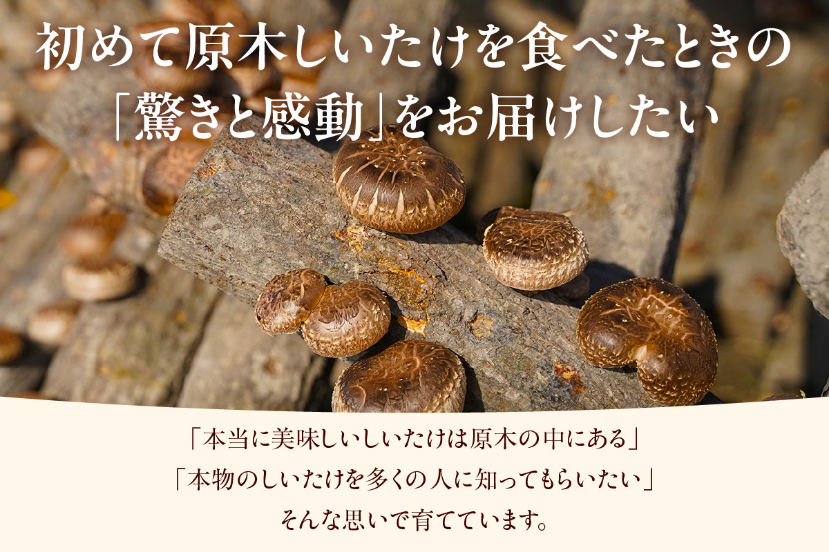 【先行予約：26年10月～発送】東浦町産 原木栽培生しいたけ（約1kg）│椎茸 原木栽培 生 国産 愛知県