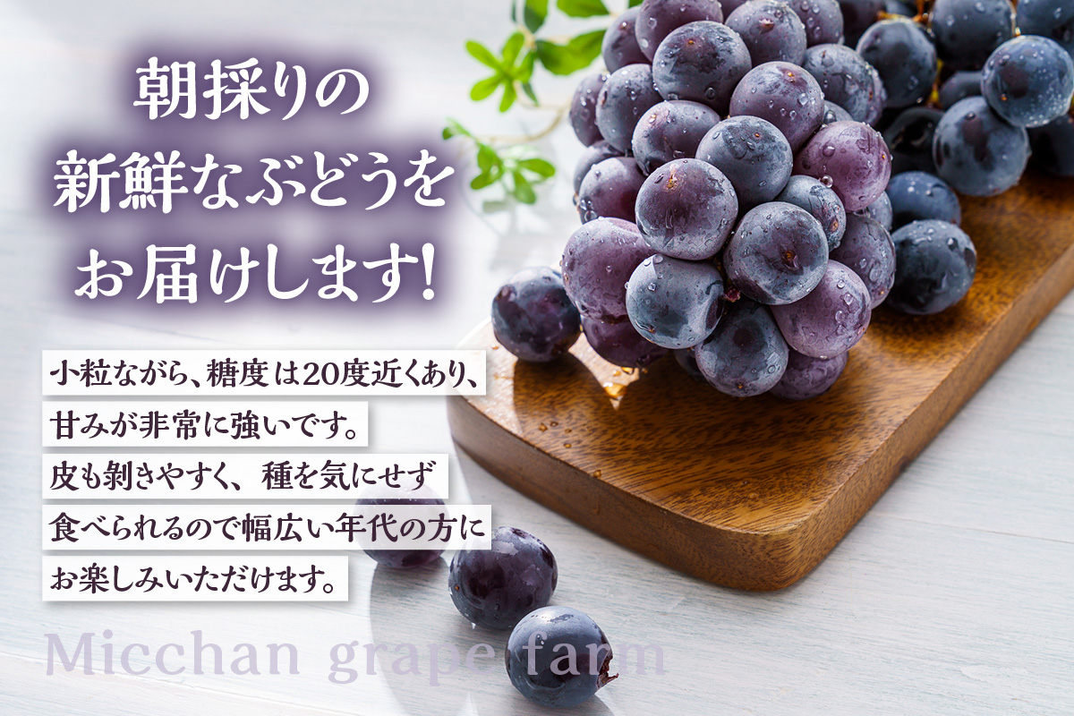 【先行予約】【2026年8月発送】東浦町産 種なし巨峰・約3kg（2kg＋1kg！）【みっちゃんぶどう園】