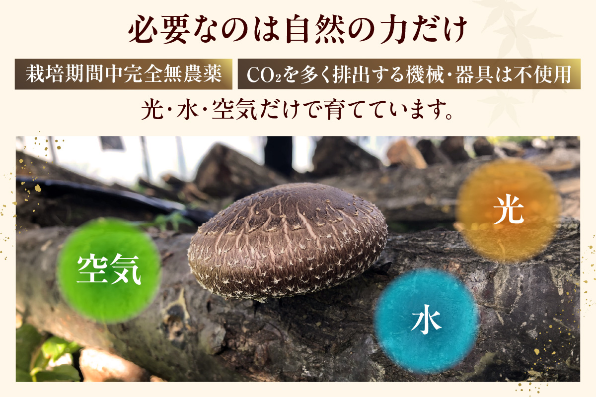【先行予約：26年10月～発送】東浦町産 原木栽培生しいたけ（約1kg）│椎茸 原木栽培 生 国産 愛知県