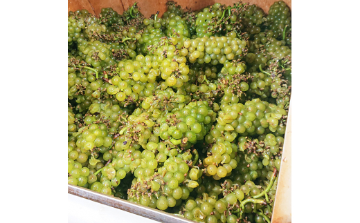 Chardonnay2023 爽 750ml 白ワイン｜シャルドネ 無添加 無濾過 国産 日本ワイン 愛知県 東浦町