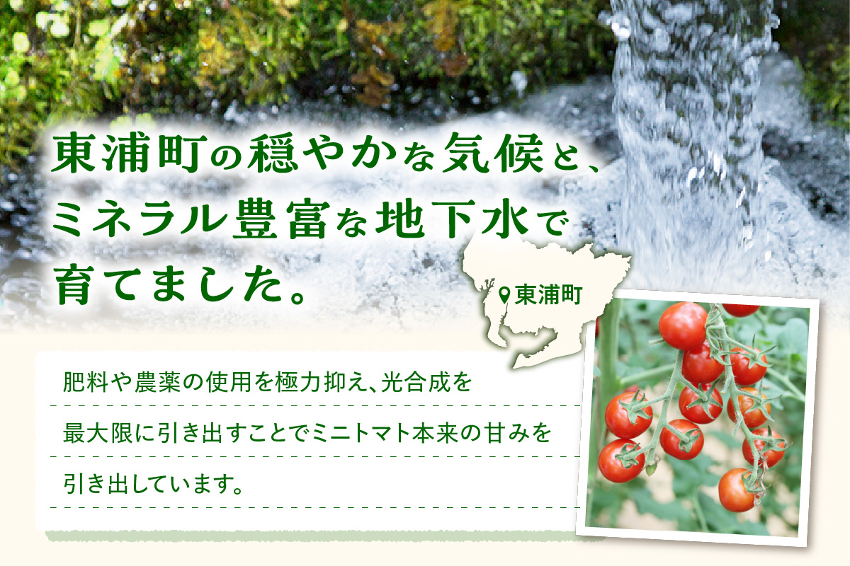 【先行予約】農園直送 つぶより ミニトマト 2kg入り│トマト プチトマト 甘い 野菜 産地直送 愛知県 東浦町