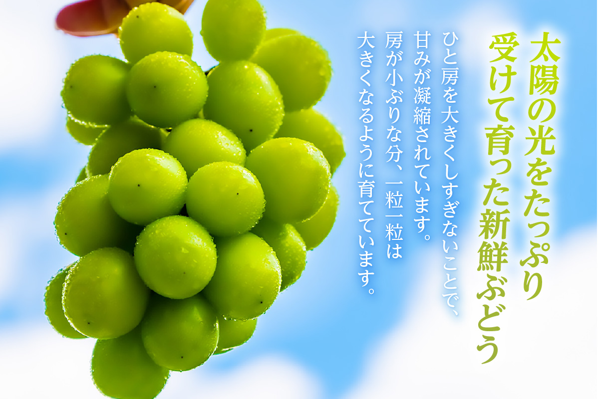 【先行予約】＜2026年発送＞東浦町産シャインマスカット 1kg（2～3房）│ぶどう ブドウ マスカット 葡萄 フルーツ 果物 新鮮 農家直送 フレッシュ デザート おやつ 種なし 皮ごと 愛知県 東浦町