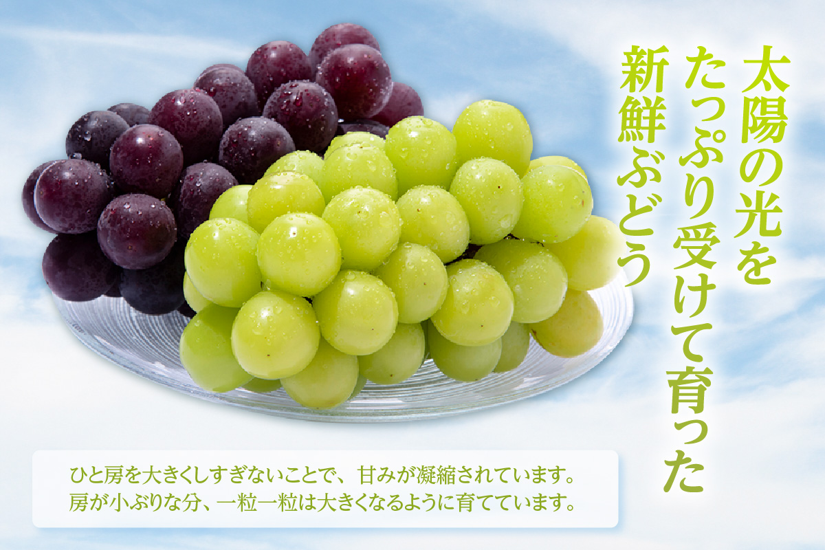 【先行予約】＜2026年発送＞東浦町産 種なし巨峰＆シャインマスカット詰め合わせ　約2kg（5～6房）│ぶどう ブドウ マスカット 葡萄 巨峰 種なし 種無し シャインマスカット 高級 フルーツ 果物 新鮮 農家直送 フレッシュ デザート おやつ 種なし 皮ごと 愛知県 東浦町