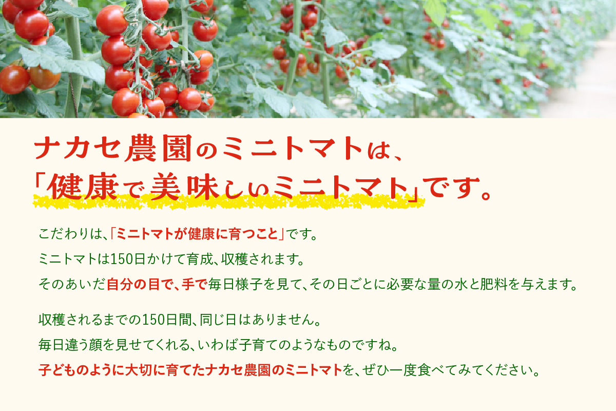【先行予約】農園直送 つぶより ミニトマト 2kg入り│トマト プチトマト 甘い 野菜 産地直送 愛知県 東浦町