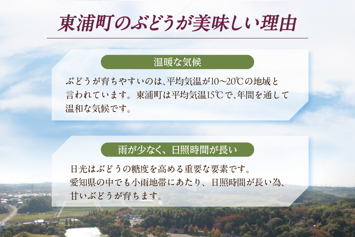 【先行予約】＜2026年発送＞東浦町産 種なし巨峰＆シャインマスカット詰め合わせ　約2kg（5～6房）│ぶどう ブドウ マスカット 葡萄 巨峰 種なし 種無し シャインマスカット 高級 フルーツ 果物 新鮮 農家直送 フレッシュ デザート おやつ 種なし 皮ごと 愛知県 東浦町