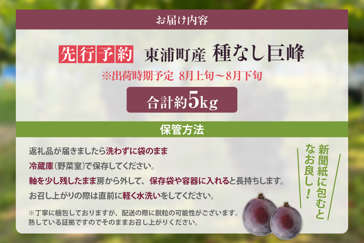 【先行予約】【2026年8月発送】東浦町産 種なし巨峰・約5kg（3kg＋2kg！）【みっちゃんぶどう園】