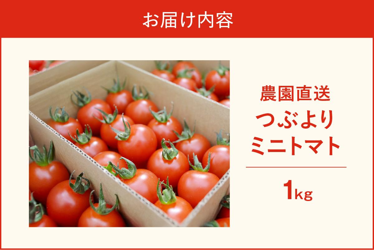 【先行予約】農園直送 つぶより ミニトマト 1kg入り│トマト プチトマト 甘い 野菜 産地直送 愛知県 東浦町