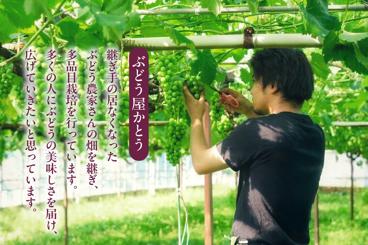 【先行予約】＜2026年発送＞東浦町産シャインマスカット 1kg（2～3房）│ぶどう ブドウ マスカット 葡萄 フルーツ 果物 新鮮 農家直送 フレッシュ デザート おやつ 種なし 皮ごと 愛知県 東浦町