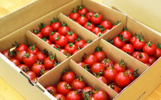 【先行予約】農園直送 つぶより ミニトマト 3kg入り│トマト プチトマト 甘い 野菜 産地直送 愛知県 東浦町