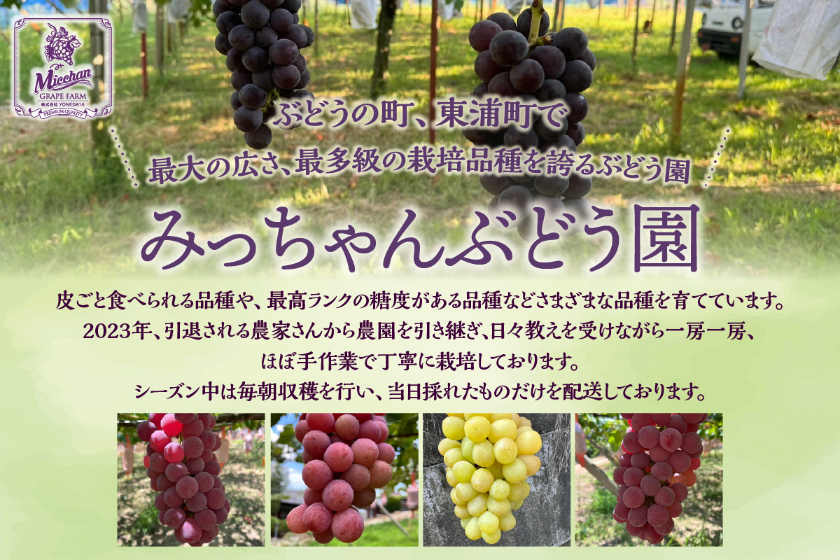 【先行予約】【2026年8月発送】東浦町産 種なし巨峰・約1kg