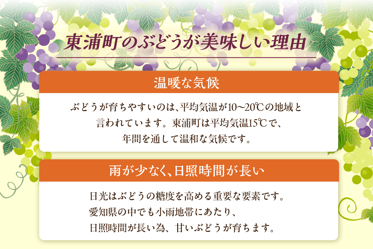 【先行予約】【2026年8月発送】東浦町産 ぶどうMIX・約3kg（2kg＋1kg！）【みっちゃんぶどう園】