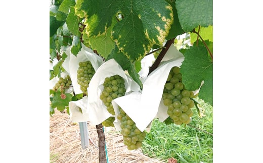 Chardonnay2023 爽 750ml 白ワイン｜シャルドネ 無添加 無濾過 国産 日本ワイン 愛知県 東浦町