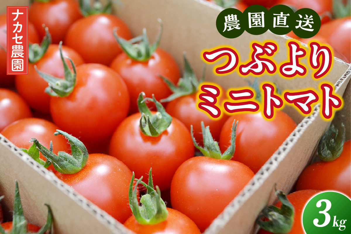 【先行予約】農園直送 つぶより ミニトマト 3kg入り│トマト プチトマト 甘い 野菜 産地直送 愛知県 東浦町