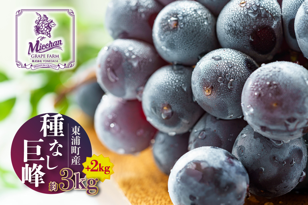 【先行予約】【2026年8月発送】東浦町産 種なし巨峰・約5kg（3kg＋2kg！）【みっちゃんぶどう園】