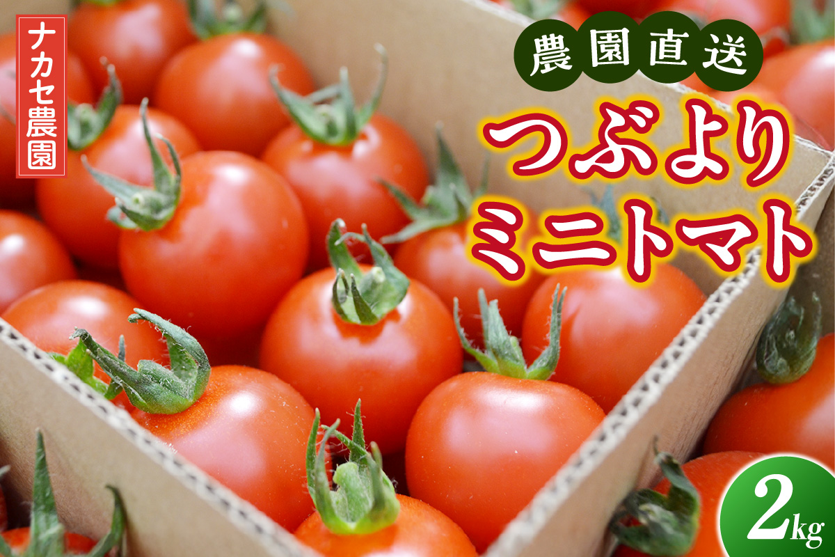 【先行予約】農園直送 つぶより ミニトマト 2kg入り│トマト プチトマト 甘い 野菜 産地直送 愛知県 東浦町
