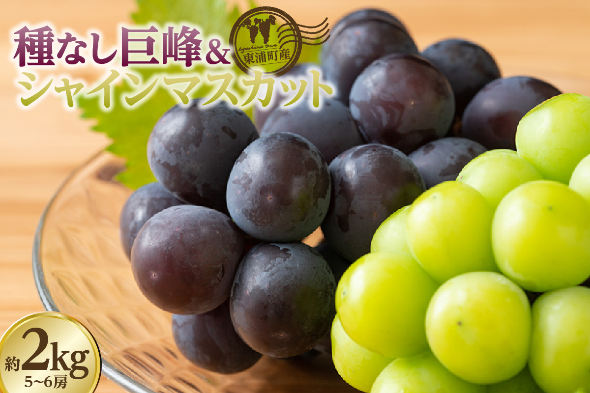 【先行予約】＜2026年発送＞東浦町産 種なし巨峰＆シャインマスカット詰め合わせ　約2kg（5～6房）│ぶどう ブドウ マスカット 葡萄 巨峰 種なし 種無し シャインマスカット 高級 フルーツ 果物 新鮮 農家直送 フレッシュ デザート おやつ 種なし 皮ごと 愛知県 東浦町