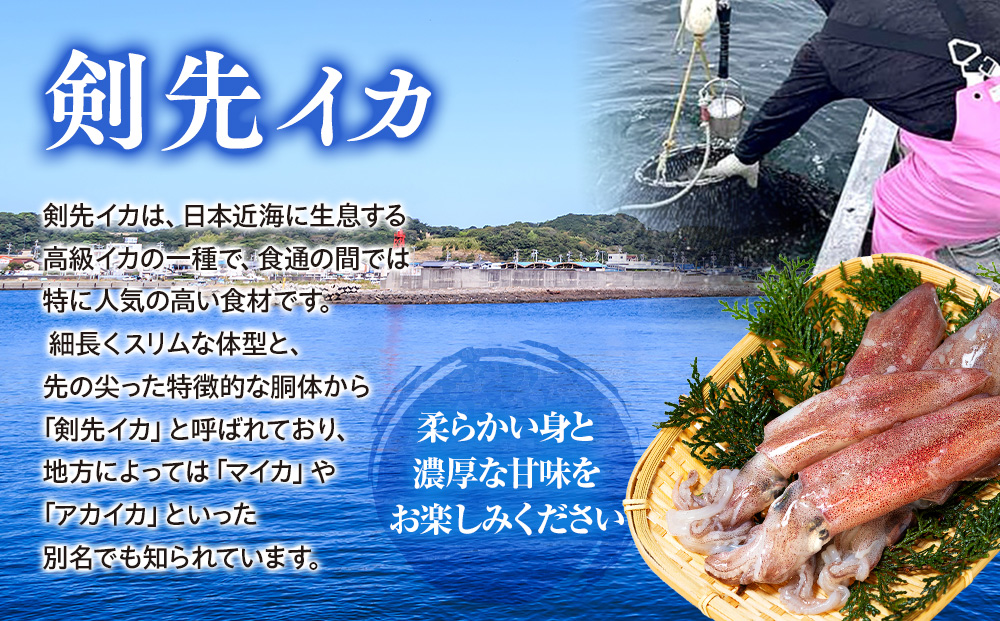 愛知県産　剣先イカ(アカイカ)3袋