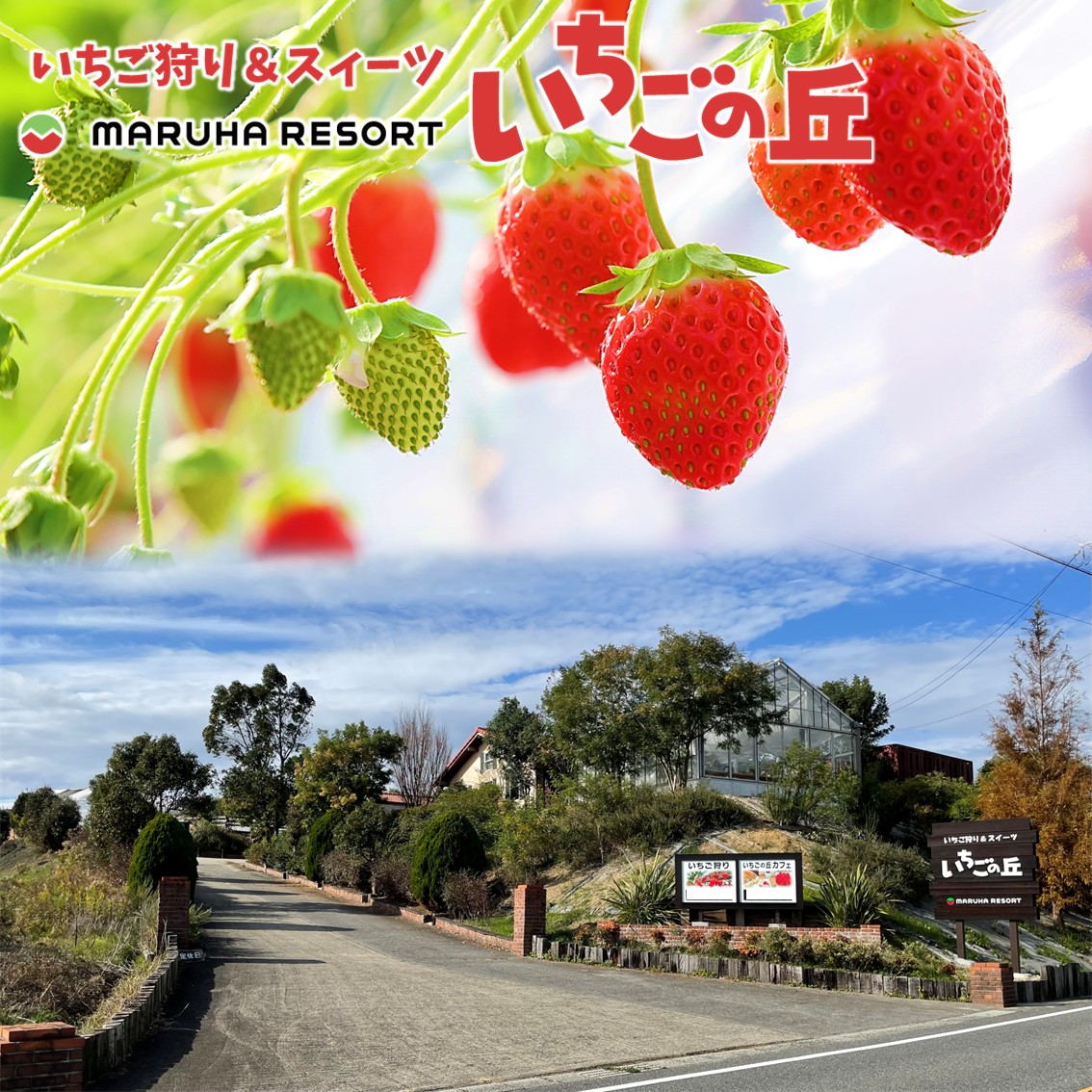 まるは食堂　マルハリゾート　いちごの丘の『 訳あり 』完熟冷凍いちご 1kg