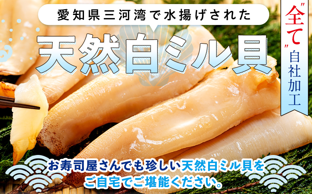 岬だより ＜貝専門店＞ 天然 白ミル貝 100g × 3袋 冷凍 新鮮 海鮮 鮮度 風味 魚介 貝 海の幸 お刺身 寿司 バター焼き ご飯 甘み おつまみ 酒 おすすめ 人気 愛知県 南知多町 三河湾 【北海道･沖縄県･離島不可】
