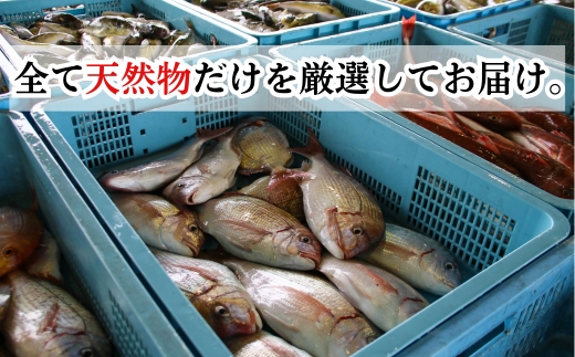 下処理済み 天然魚・アラセットB 煮魚タレ付き 急速冷凍 真空パック 岬だより 愛知県 南知多町 人気 おすすめ