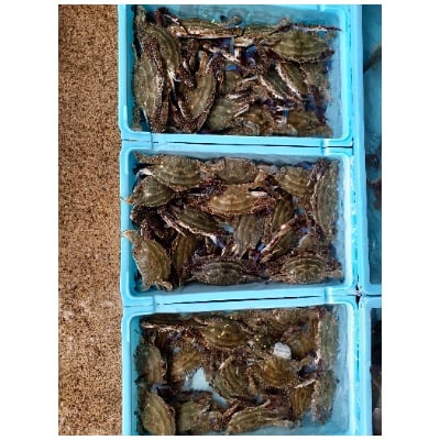 ワタリガニ 600g 2杯 冷凍 ボイルワタリガニ 渡り蟹 海鮮 新鮮 魚介 海の幸 海産物 シーフードエム・エム 愛知県 南知多町