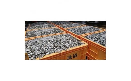 プレミアム和風オイルサーディン オリーブオイル入り 180g(5-7尾)×5P 豊浜産イワシ