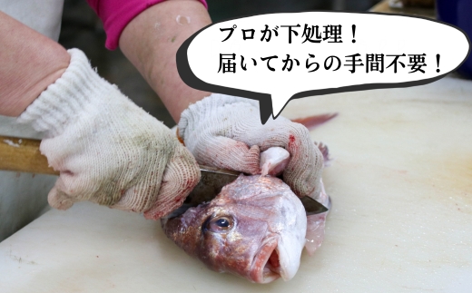 下処理済み 天然魚・アラセットB 煮魚タレ付き 急速冷凍 真空パック 岬だより 愛知県 南知多町 人気 おすすめ