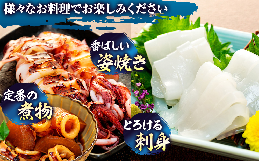 愛知県産　剣先イカ(アカイカ)3袋