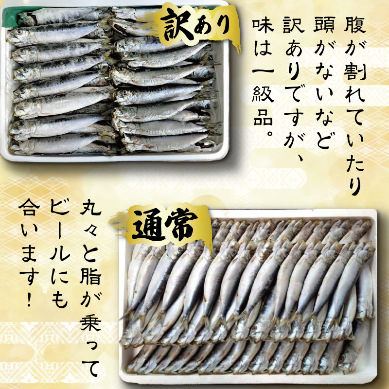 いわし 丸干し 訳あり 2kg イワシ いわし イワシ