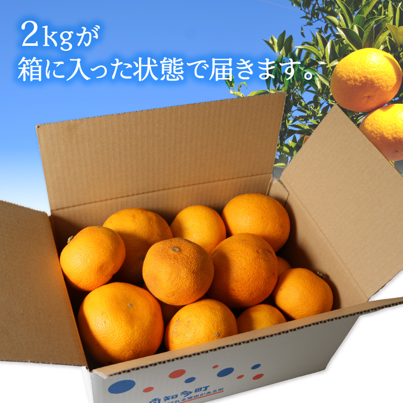 訳あり 八朔 約2kg 南知多町産 はっさく 愛知県