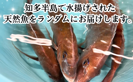 下処理済み 天然魚・アラセットB 煮魚タレ付き 急速冷凍 真空パック 岬だより 愛知県 南知多町 人気 おすすめ