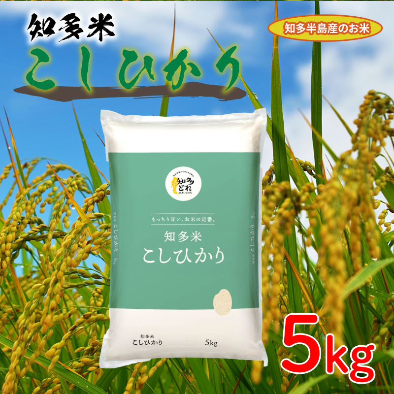  知多米 こしひかり 5kg 米 コシヒカリ 愛知  知多 特産品 南知多