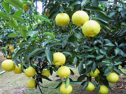 国産(美浜町産)温室はるか 3kg入り ※2026年1月下旬頃より順次発送予定