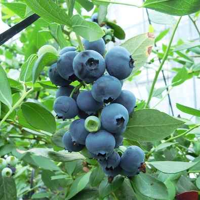 ちたフルーツビレッジ(美浜町)大粒ブルーベリー狩りペア入場券