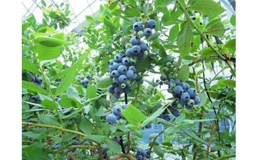 国産(美浜町産)超大粒ブルーベリー 『8パック入り』　※2026年5月上旬～7月上旬頃に順次発送予定