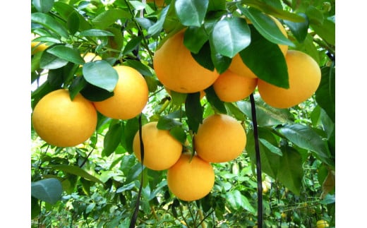 国産(美浜町産)グレープフルーツオーナー制度 〇