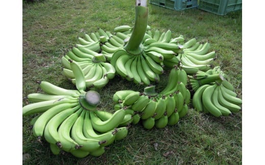 美浜町産ばななオーナー制度 ◆