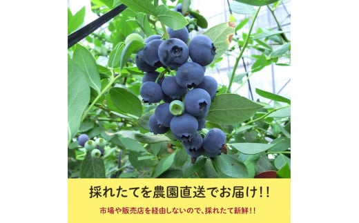 【定期便】大粒ブルーベリー　人気品種4パック×3ヶ月連続お届け　※2026年5月上旬〜7月上旬頃に順次発送予定