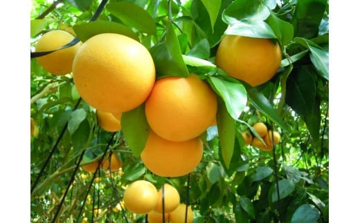 美浜町産グレープフルーツ（スタールビー）　ご家庭用　傷あり　約4kg入り　※2026年5月上旬〜8月上旬頃に順次発送予定