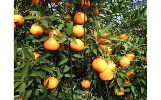 美浜町産　津之輝　ご家庭用　約2.5kg※2024年3月上旬～下旬頃に順次発送予定※着日指定不可