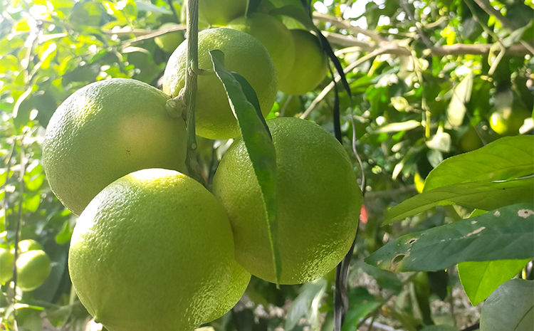 美浜町産温室ベルガモット　生果実『自宅用2kg入り』　※2025年11月上旬頃～2026年2月下旬頃に順次発送